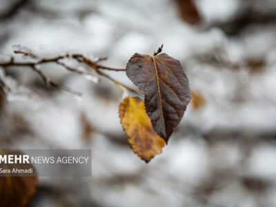 بارش شدید برف در شهرستان تربت جام