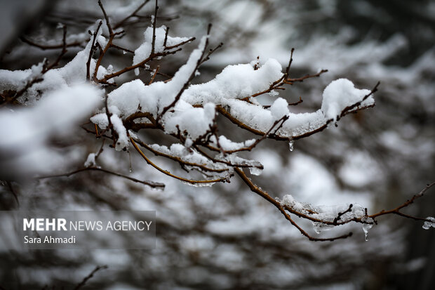 مشهد در یک روز برفی