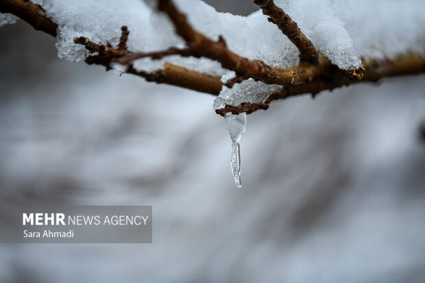 مشهد در یک روز برفی