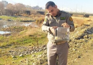 رهاسازی سه قطعه سهره مکشوفه در زیستگاه طبیعی سقز