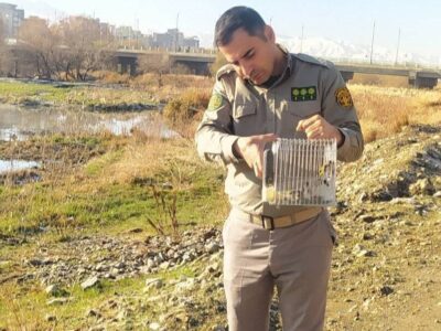 رهاسازی سه قطعه سهره مکشوفه در زیستگاه طبیعی سقز