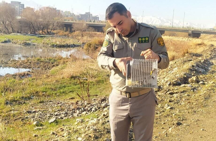 رهاسازی سه قطعه سهره مکشوفه در زیستگاه طبیعی سقز رهاسازی سه قطعه سهره مکشوفه در زیستگاه طبیعی سقز