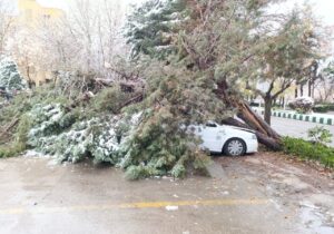 سقوط درخت ۲۰ متری بر روی خودرو در بلوار باهنر مشهد
