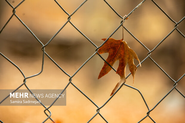 آخرین روزهای پاییز تهران