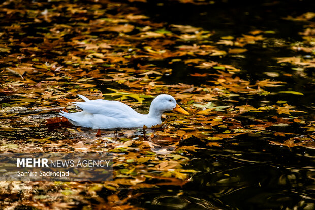 آخرین روزهای پاییز تهران