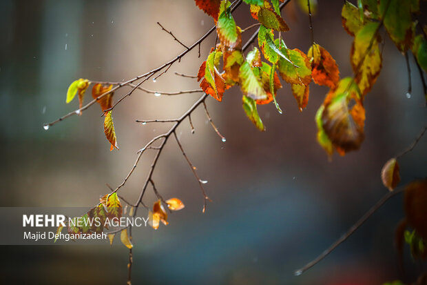 بارش باران پاییزی در یزد