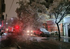 تصاویری از حادثه سقوط درخت در مشهد