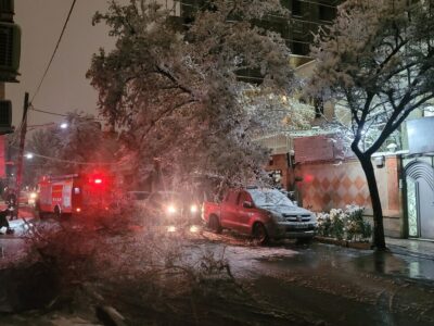 تصاویری از حادثه سقوط درخت در مشهد