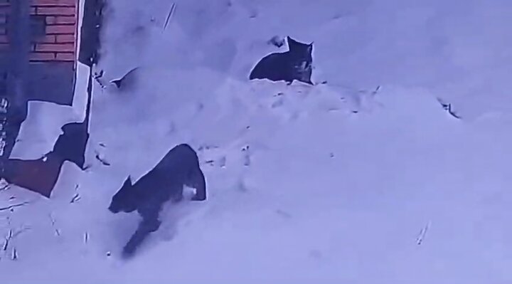 مشاهده دو قلاده گربه وحشی لینکس در منطقه آزاد مهدیشهر – چاشم