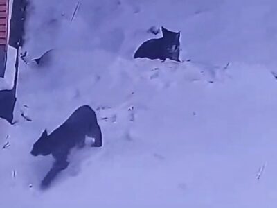 مشاهده دو قلاده گربه وحشی لینکس در منطقه آزاد مهدیشهر – چاشم