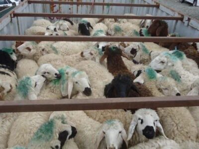 کشف ۶۹ رأس دام قاچاق در شهرستان ثلاث باباجانی