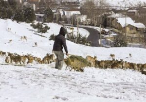 هشدار درباره نزدیک شدن حیات‌وحش به مناطق مسکونی با سرد شدن هوا