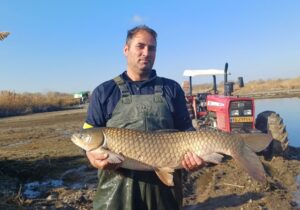 اله‌بخش: برداشت ماهیان گرمابی در پارس‌آباد آغاز شد