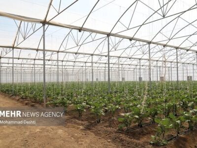 ۴۰ هکتار گلخانه فعال در مرند؛ تولید ۱۲ هزار تن محصول با مصرف حداقلی آب