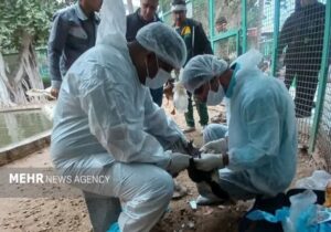 پایش بیماری آنفلانزای پرندگان در بوشهر انجام شد