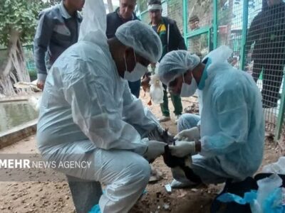 پایش بیماری آنفلانزای پرندگان در بوشهر انجام شد