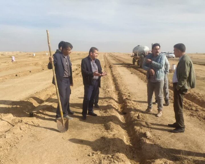 فتحی: محصول «کاپاریس» برای نخستین بار در شهرستان دهلران کشت شد