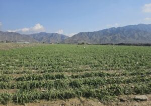 خسارت سیلاب و بارندگی به شش هزار هکتار از مزارع هرمزگان