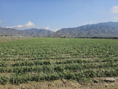 خسارت سیلاب و بارندگی به شش هزار هکتار از مزارع هرمزگان