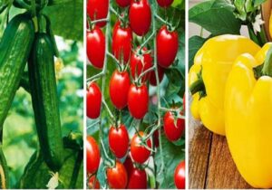 زنجان به‌سوی قطب تولید گلخانه‌ای ایران حرکت می‌کند