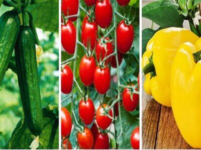 زنجان به‌سوی قطب تولید گلخانه‌ای ایران حرکت می‌کند