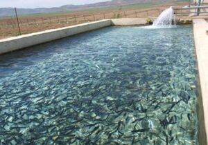 ۸۵ میلیون دلار ارزآوری شیلات چهارمحال‌ و بختیاری در ۹ ماهه نخست سال