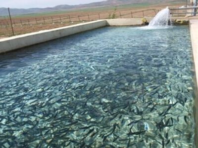 ۸۵ میلیون دلار ارزآوری شیلات چهارمحال‌ و بختیاری در ۹ ماهه نخست سال