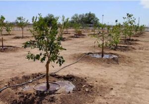 پویش ملی «سایه‌سار مادر» در شیراز؛ پیوندی میان مهر مادر و سبزینگی زمین