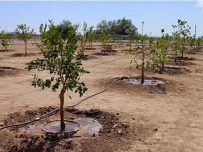 پویش ملی «سایهسار مادر» در شیراز؛ پیوندی میان مهر مادر و سبزینگی زمین