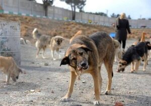 آغاز عملیات جمعآوری سگهای ولگرد در تهران/ راهاندازی کلینیکهای سیار برای عقیمسازی سگها