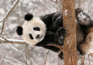 ببینید | ذوق و خوشحالی پاندای معروف روسی از بارش برف در مسکو