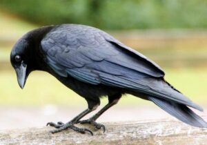 ببینید | کلاغ باهوش و بار زدنِ تمام بیسکوئیتها در یک پرواز