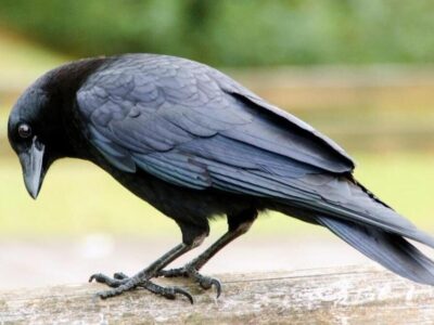 ببینید | کلاغ باهوش و بار زدنِ تمام بیسکوئیتها در یک پرواز