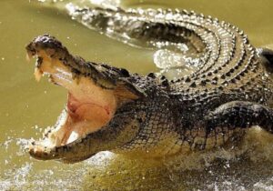 ببینید | ویدیویی پربازدید از سر کار گذاشتن کروکودیل‌ها