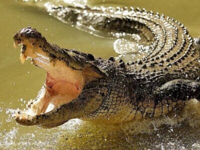 ببینید | ویدیویی پربازدید از سر کار گذاشتن کروکودیل‌ها