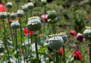 مطالعه‌ای که در رسانه‌های خارجی خبرساز شد/ مصریان باستان هم تریاکی بودند