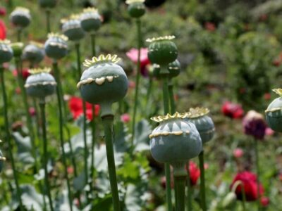 مطالعهای که در رسانههای خارجی خبرساز شد/ مصریان باستان هم تریاکی بودند