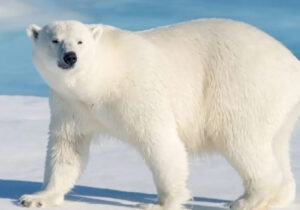 ببینید | ژست‌های بامزه یک خرس قطبی برای عکس داخل بالگرد!