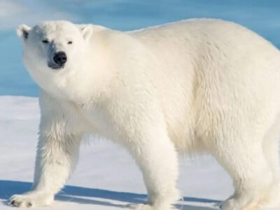 ببینید | ژست‌های بامزه یک خرس قطبی برای عکس داخل بالگرد!