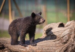 سرنوشت توله خرس گمشده پردیسان/ ضعف از ما بود که دوربینگذاریها دقیق نبود