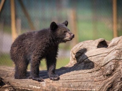 سرنوشت توله خرس گمشده پردیسان/ ضعف از ما بود که دوربینگذاریها دقیق نبود