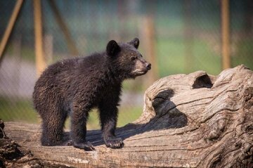 سرنوشت توله خرس گمشده پردیسان/  ضعف از ما بود که دوربین‌گذاری‌ها دقیق نبود
