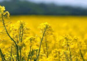 افت ۲۷ درصدی سطح کشت کلزا در خراسان شمالی در پی تداوم خشکسالی