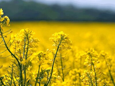 افت ۲۷ درصدی سطح کشت کلزا در خراسان شمالی در پی تداوم خشکسالی