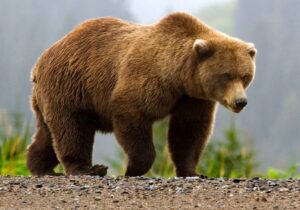 ببینید | خرس، مهمان ناخواندۀ منزل مسکونی در خطیرکوه!