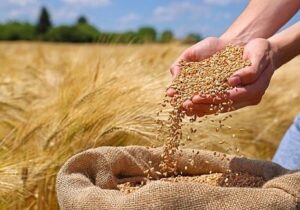 گندم به بالاترین سطح قیمتی رسید/ سیگنال تازه وارد بازار جهانی گندم شد