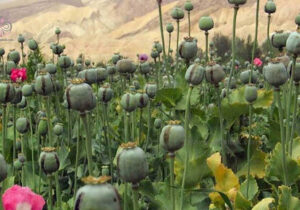 زمان کشت گیاهان مخدر پایه در ایران اعلام شد/ پیشنهاد کشت شقایق الیفرا و شاهدانه به رئیسجمهور