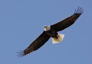 ببینید | حرکت عاشقانه عقاب نر؛ پیشکش طعمه به عقاب ماده در دل آسمان