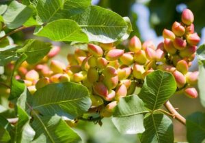 توضیحات فرماندار رفسنجان در مورد تولید و صادرات پسته