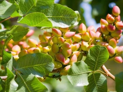 توضیحات فرماندار رفسنجان در مورد تولید و صادرات پسته